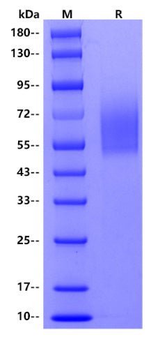 Human CD44V6, His tag
