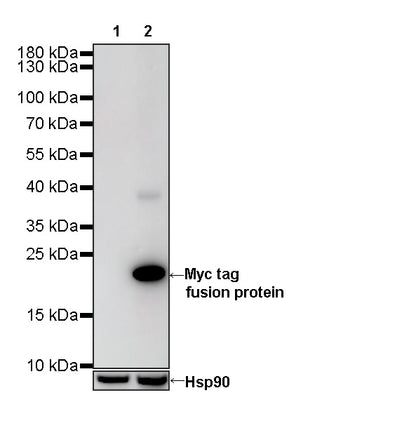 S-RMab® Myc tag Recombinant Rabbit mAb (S-114-13)