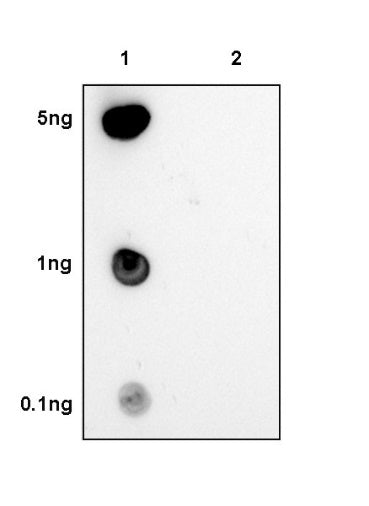 Histone H3 (acetyl K27) Rabbit pAb
