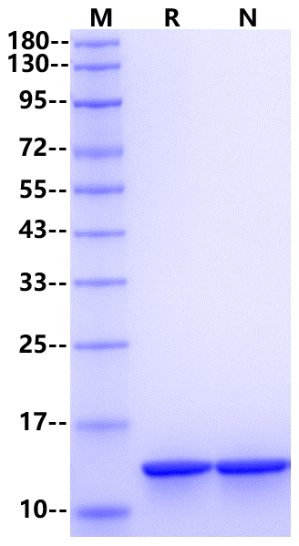 IL-15 Protein, Mouse