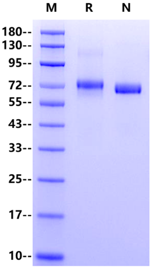 VTN/Vitronectin His Tag Protein, Human