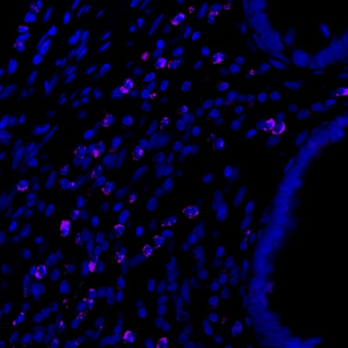 TIM-3 Recombinant Rabbit mAb (Alexa Fluor® 700 Conjugate) (S-1450-21)