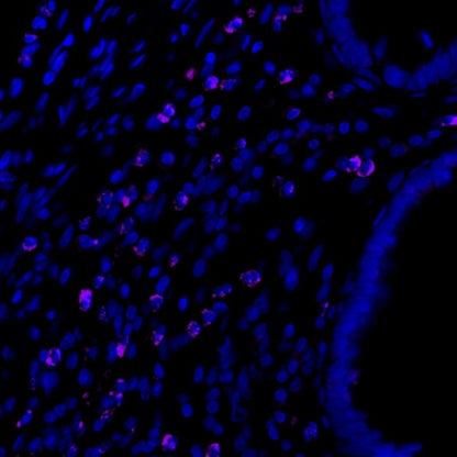 TIM-3 Recombinant Rabbit mAb (Alexa Fluor® 700 Conjugate) (S-1450-21)