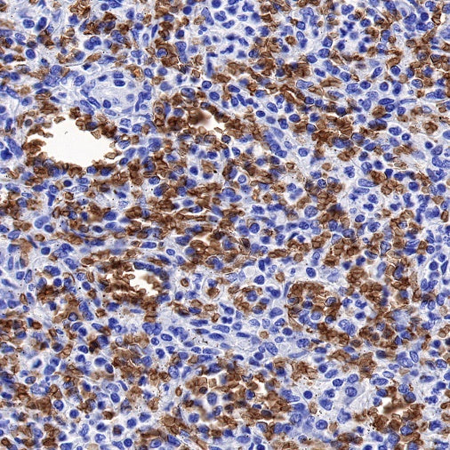 Glycophorin C Recombinant Rabbit mAb (S-027-214)