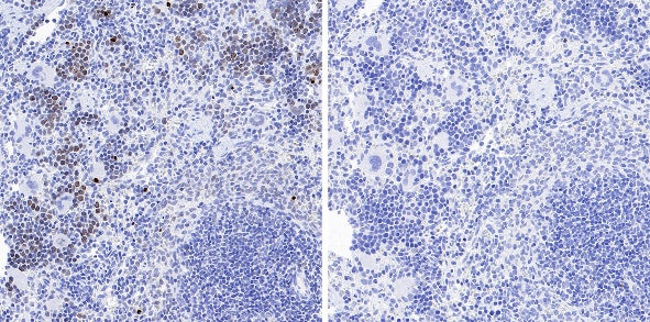 Phospho-gamma H2A.X (Ser139) Recombinant Rabbit mAb (S-981-56)