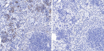 Phospho-gamma H2A.X (Ser139) Recombinant Rabbit mAb (S-981-56)