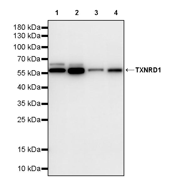 TXNRD1 Mouse mAb (S-M0053)