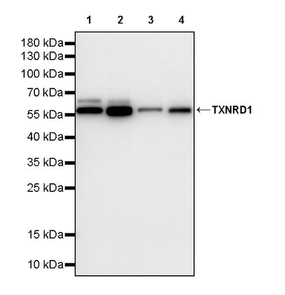 TXNRD1 Mouse mAb (S-M0053)
