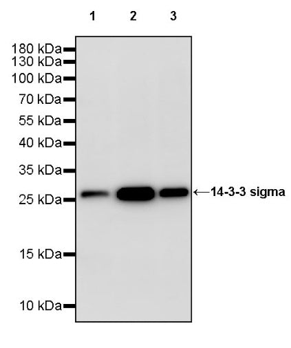 14-3-3 sigma Recombinant Rabbit mAb (S-2017-59)