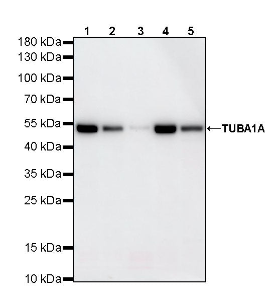 TUBA1A Rabbit Polyclonal Antibody