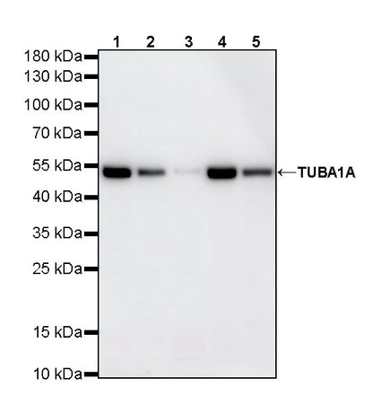 TUBA1A Rabbit Polyclonal Antibody