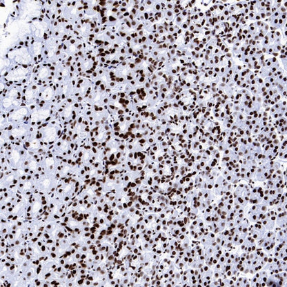 Histone H4 (Lactyl K8) Recombinant Rabbit mAb (S-3243-36)