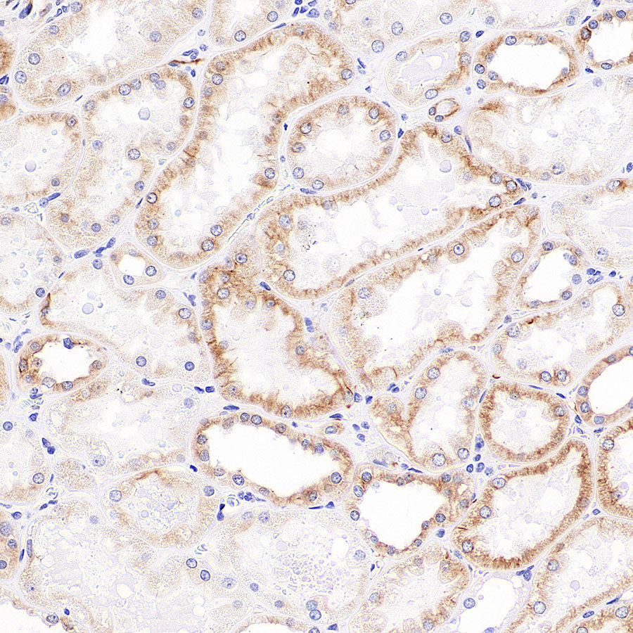 Alpha Tubulin Recombinant Mouse mAb (S-5704)