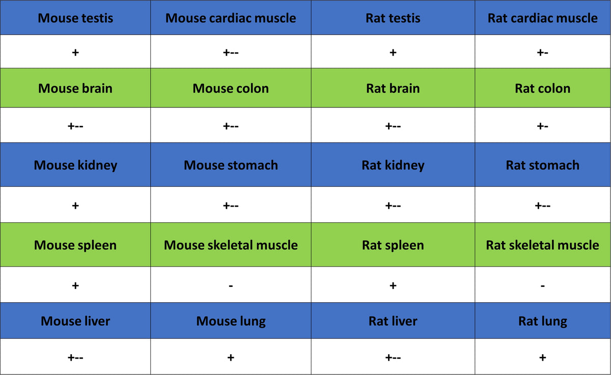 NF-kB p65 Recombinant Rabbit mAb (S-5142)