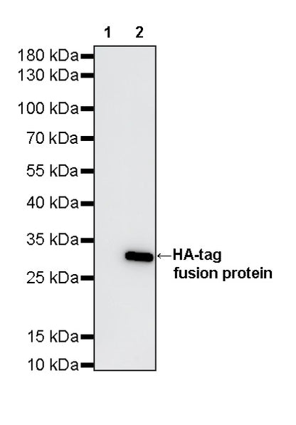 HA Tag Recombinant Mouse mAb (S-5404)