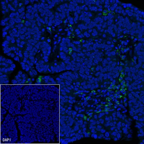 CD68 Recombinant Rabbit mAb (Alexa Fluor® 488 Conjugate) (SDT-R025)