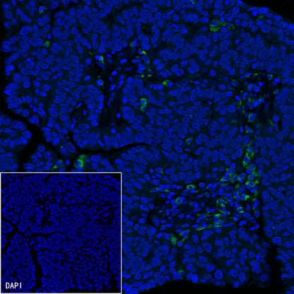 CD68 Recombinant Rabbit mAb (Alexa Fluor® 488 Conjugate) (SDT-R025)