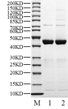 SIRT3 Protein, Human