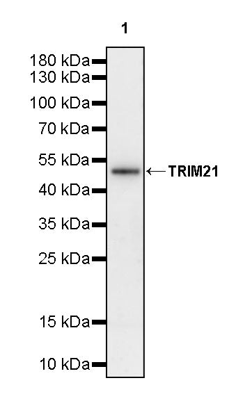 TRIM21 Mouse mAb (S-M0045)