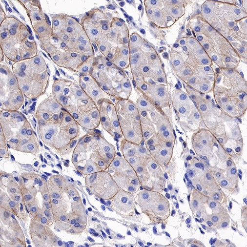 DAG1 Recombinant Mouse mAb (S-R191)