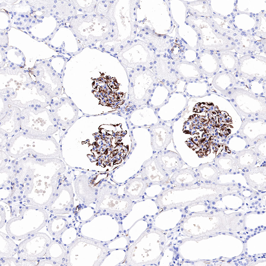 Nestin Recombinant Rabbit mAb,PBS Only (SDT-R112)