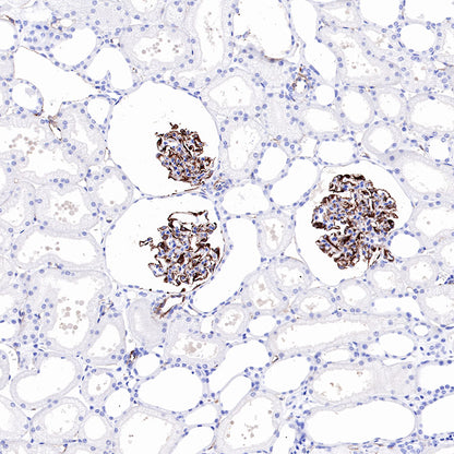 Nestin Recombinant Rabbit mAb,PBS Only (SDT-R112)