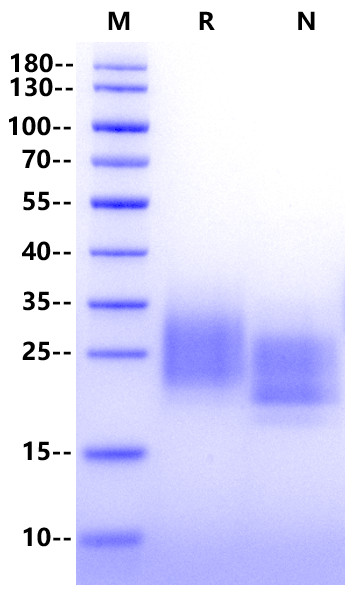 SCF Protein, Northern mallard