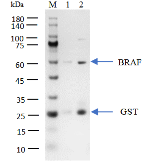 BRAF GST Tag Protein