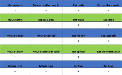 Phospho-eIF4E (Ser209) Recombinant Rabbit mAb (S-2652-195)