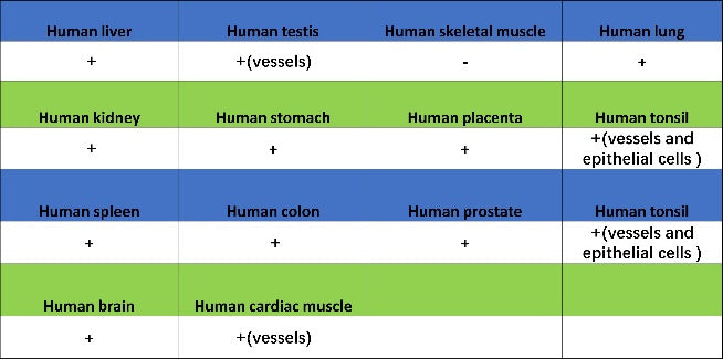 SLC30A1/ZnT1 Rabbit Polyclonal Antibody