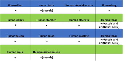 SLC30A1/ZnT1 Rabbit Polyclonal Antibody