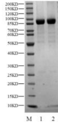 PRKCZ(PKCz) GST Tag Protein, Human