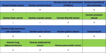 JAK1 Recombinant Rabbit mAb (S-1819-142)