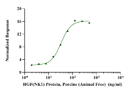 HGF(NK1) Protein, Porcine (Animal Free)