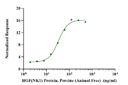 HGF(NK1) Protein, Porcine (Animal Free)