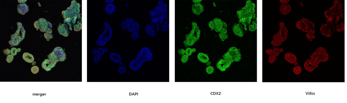Activin A Protein, Human/Mouse/Rat (High Active）