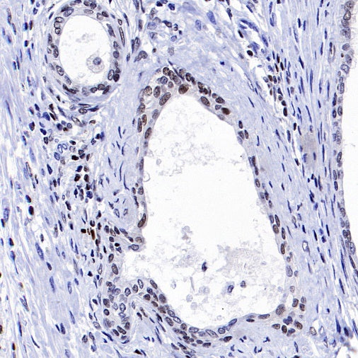 Runx2 Recombinant Rabbit mAb (S-1767-173)