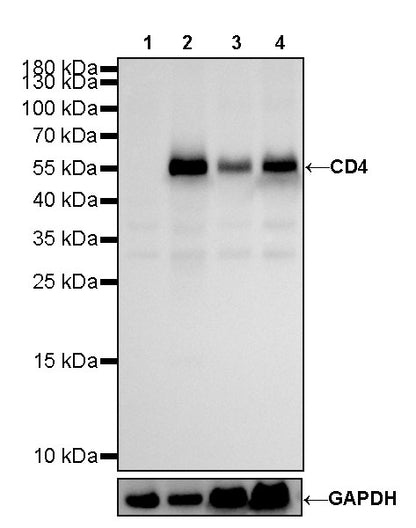 CD4 Recombinant Rabbit mAb,PBS Only (SDT-R163)