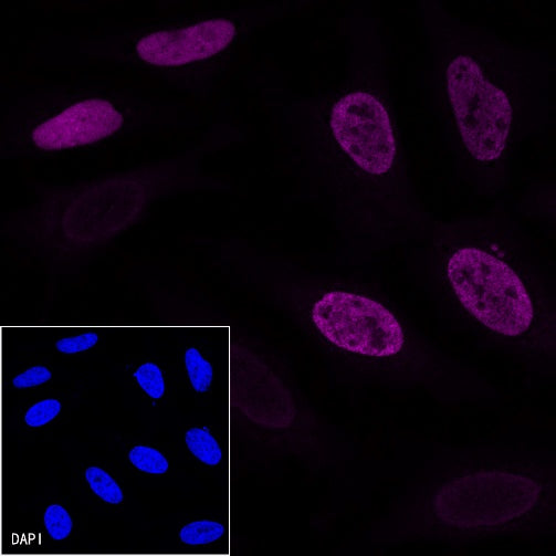 Myc tag Recombinant Rabbit mAb (Alexa Fluor® 647 Conjugate) (S-114-13)