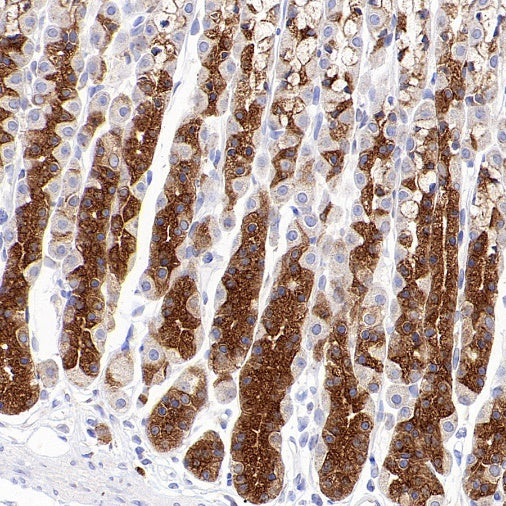 SEC23B Recombinant Rabbit mAb (S-1935-28)