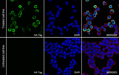 HA Tag Recombinant Mouse mAb (S-5404)