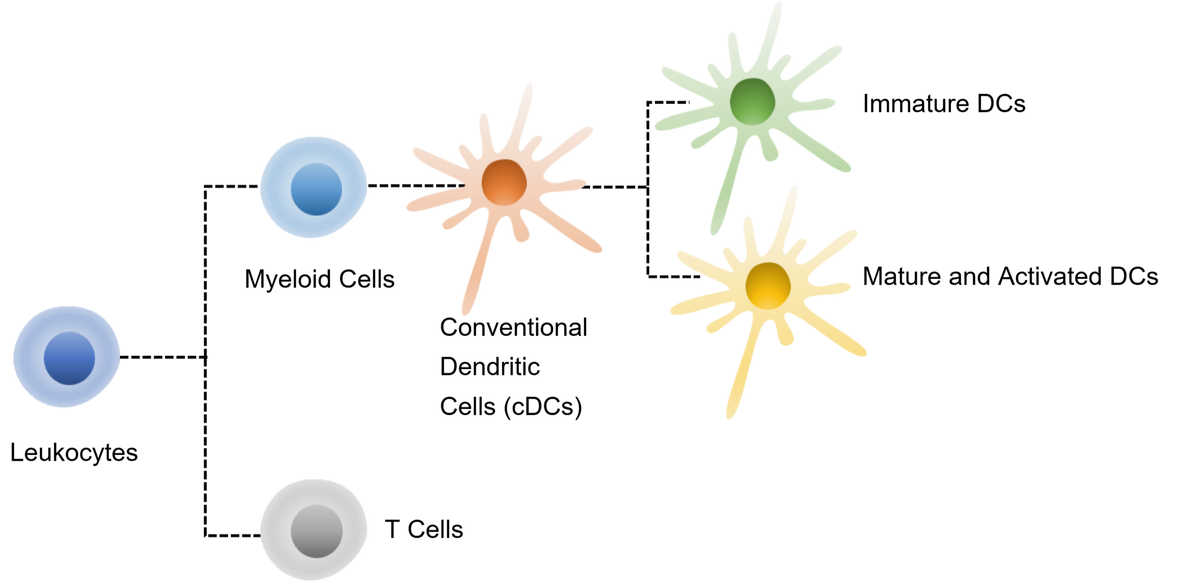 Human MLR Panel Kit (CD3/CD11c/CDCD80/CD86/HLA-DR)