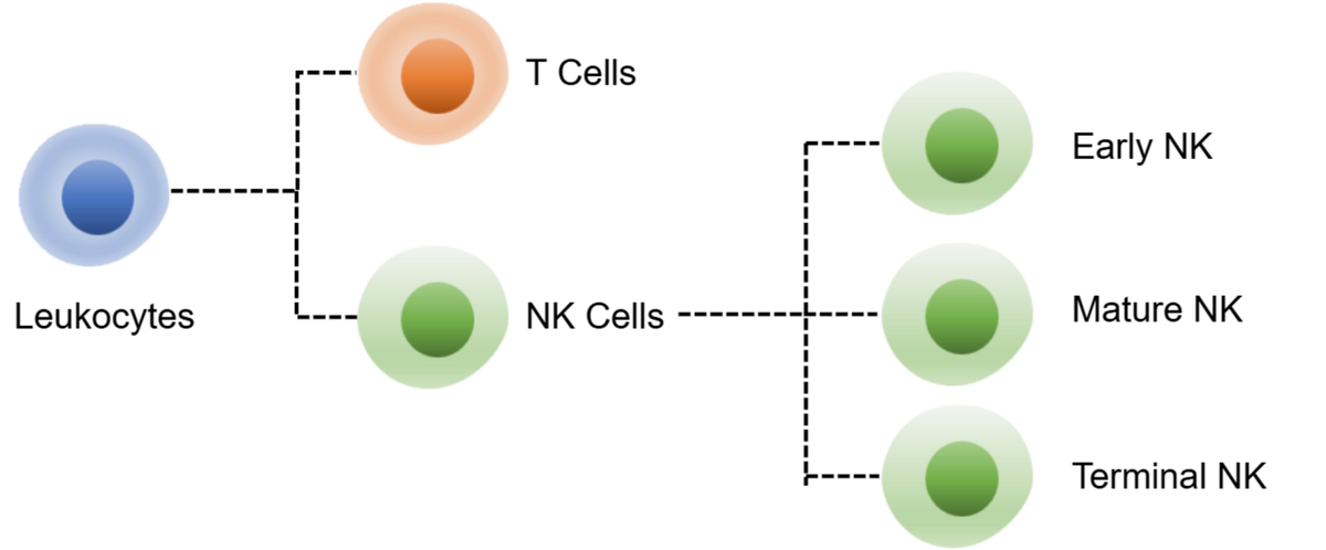 Human NK Cell Panel Kit