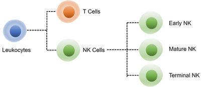 Human NK Cell Panel Kit