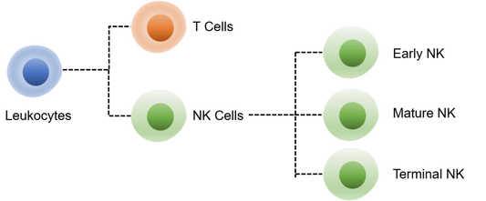Human NK Cell Panel Kit