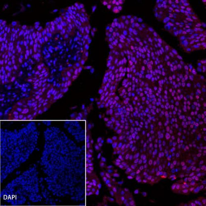 p53 Recombinant Rabbit mAb (Alexa Fluor® 555 Conjugate) (SDT-R118)