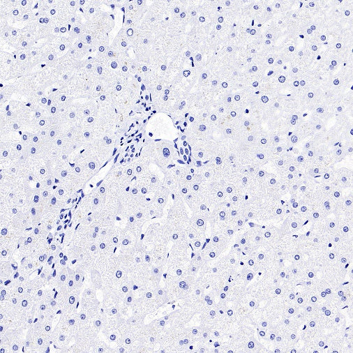 VGlut1 Recombinant Rabbit mAb (S-1587-19)