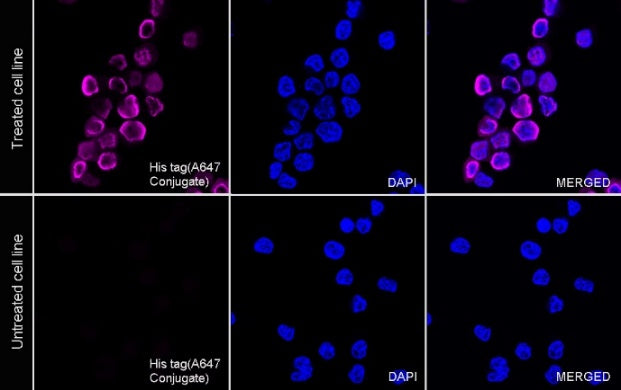 His tag Recombinant Rabbit mAb (Alexa Fluor® 647 Conjugate) (S-1398-151)