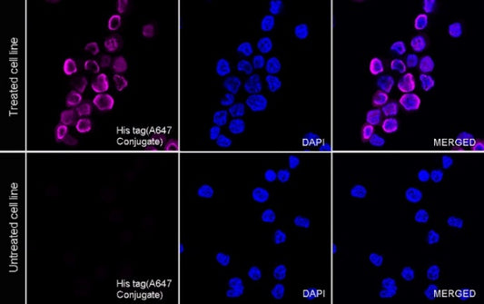 His tag Recombinant Rabbit mAb (Alexa Fluor® 647 Conjugate) (S-1398-151)