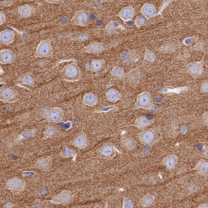 α-tubulin Rabbit Polyclonal Antibody